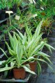 FUCRAEA foetida (medio-picta). brésil. Amaryllidaceae. 2m